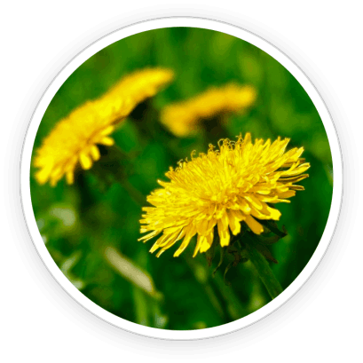 PrimeBiome   Ingredients 