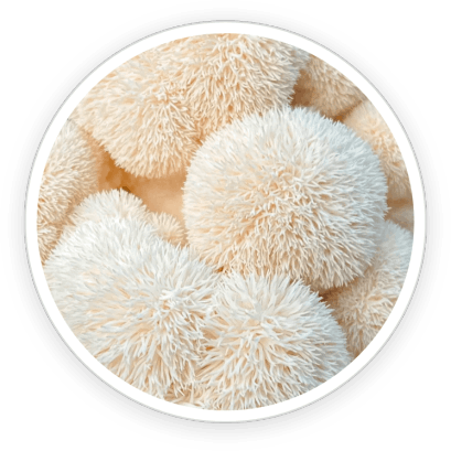 PrimeBiome  Ingredients 