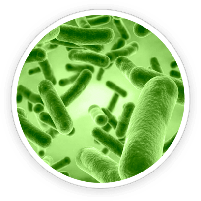 PrimeBiome  Ingredients 